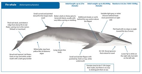 whale dorsal fin chart